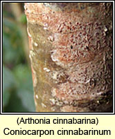 Coniocarpon cinnabarinum, Arthonia cinnabarina