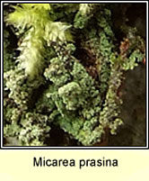 Micarea prasina sens lat