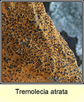 Tremolecia atrata