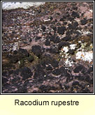 Racodium rupestre