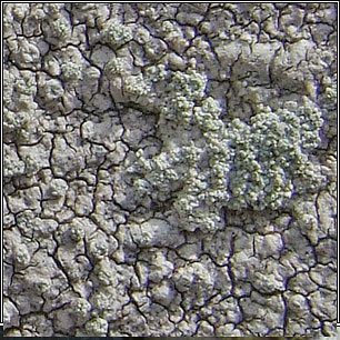 Pertusaria aspergilla