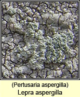 Lepra aspergilla, Pertusaria aspergilla