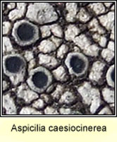 Aspicilia caesiocinerea