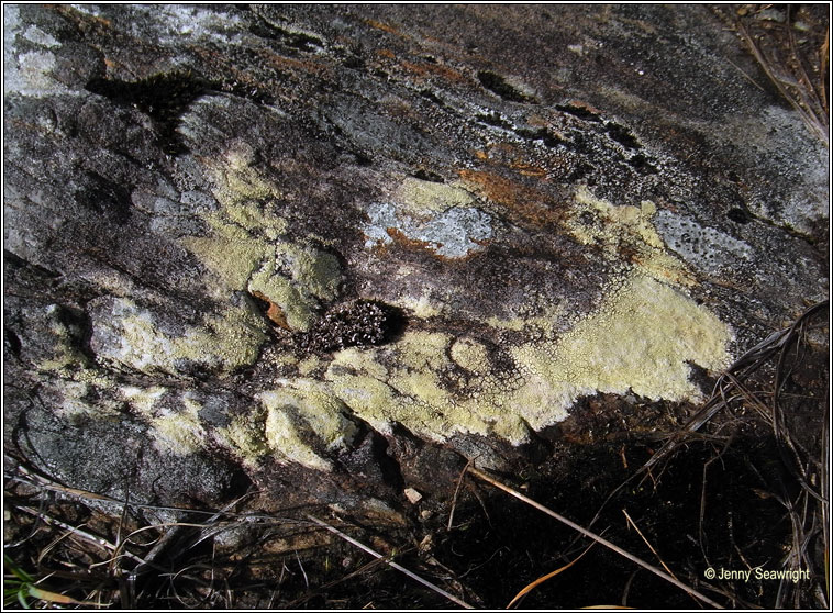 Pertusaria flavicans