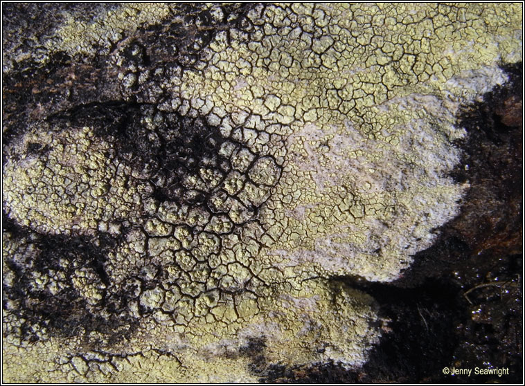 Pertusaria flavicans