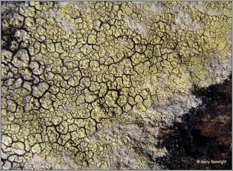 Pertusaria flavicans