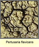 Pertusaria flavicans