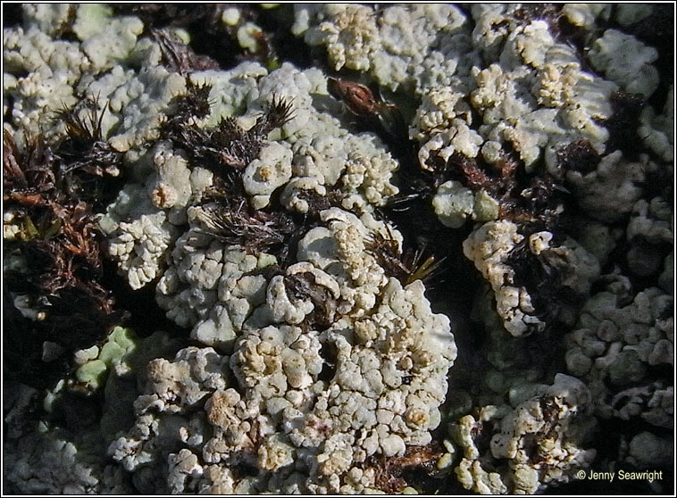 Trapeliopsis wallrothii