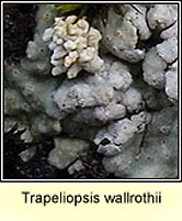 Trapeliopsis wallrothii