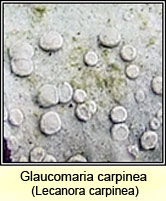 Glaucomaria carpinea, Lecanora carpinea