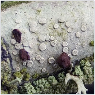 Lecanora carpinea