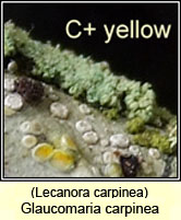 Glaucomaria carpinea, Lecanora carpinea
