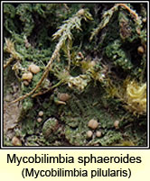 Mycobilimbia pilularis