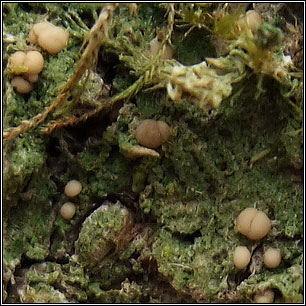 Mycobilimbia pilularis, Biatora sphaeroides