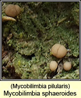 Mycobilimbia pilularis