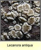 Lecanora conferta