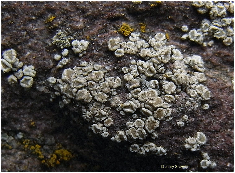 Lecanora antiqua, Lecanora conferta