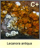 Lecanora conferta