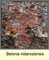 Belonia nidarosiensis