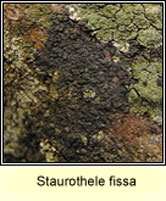 Staurothele fissa