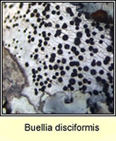 Buellia disciformis