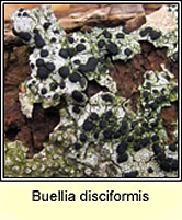 Buellia disciformis