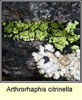 Arthrorhaphis citrinella