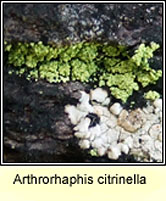 Arthroraphis citrinella