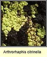 Arthroraphis citrinella