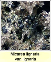 Micarea lignaria var lignaria