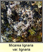 Micarea lignaria var lignaria