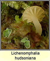 Lichenomphalia hudsoniana