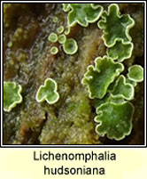 Lichenomphalia hudsoniana