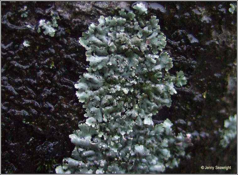 Physcia tribacia