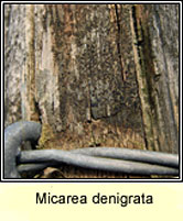 Micarea denigrata