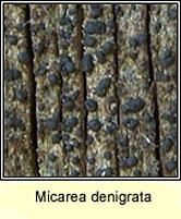 Micarea denigrata