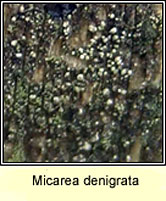 Micarea denigrata