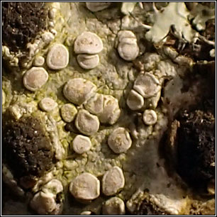 Lecanora albella