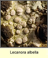 Lecanora albella