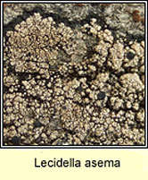 Lecidella asema