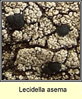 Lecidella asema