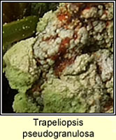 Trapeliopsis pseudogranulosa