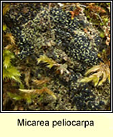 Micarea peliocarpa