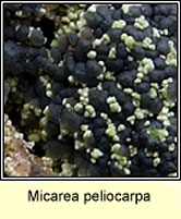 Micarea peliocarpa