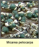 Micarea peliocarpa