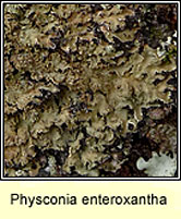 Physconia enteroxantha