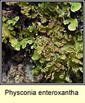 Physconia enteroxantha