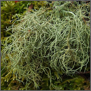 Usnea wasmuthii