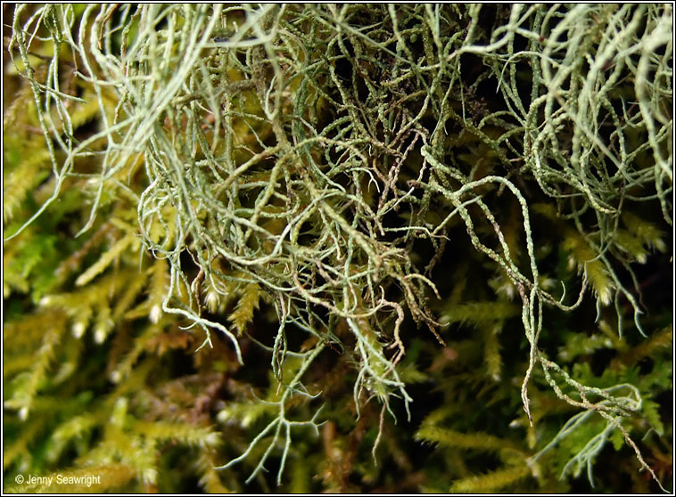 Usnea wasmuthii