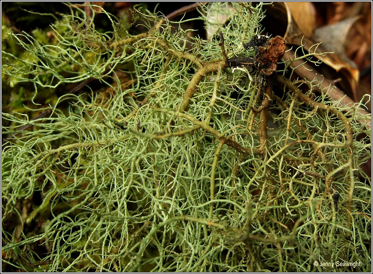 Usnea wasmuthii